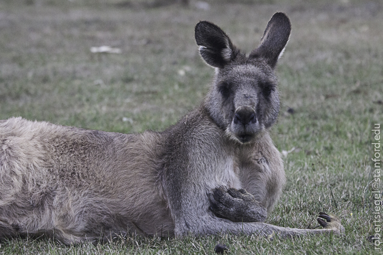 kangaroo